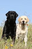 LABRADOR 401